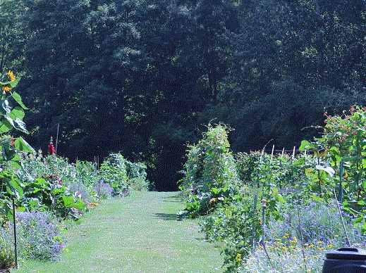 A view across Desborough Allotments