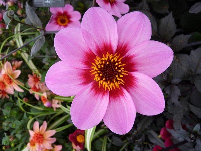 A cluster of purple aliums