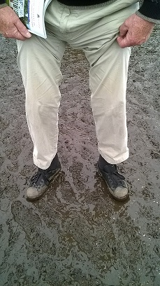 A cluster of purple aliums