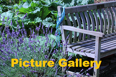 Desborough Allotment Picture Gallery