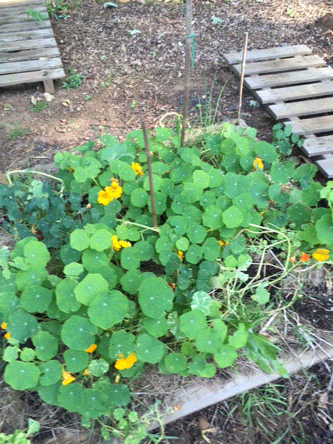 nasturtiums